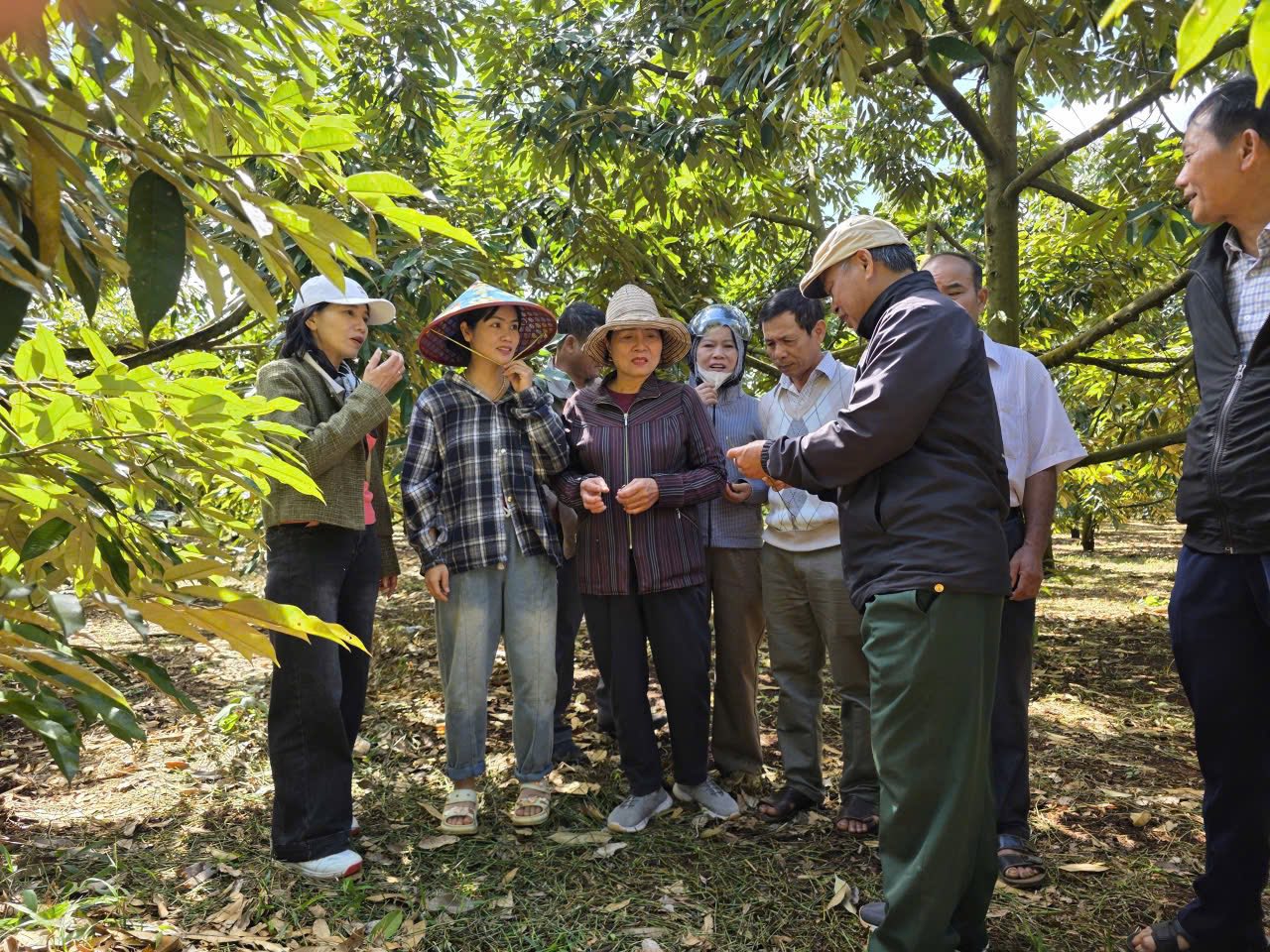 vườn cà phê và sầu riêng quy mô khoảng 30ha của Hợp tác xã Nông nghiệp Tấn Khang 1